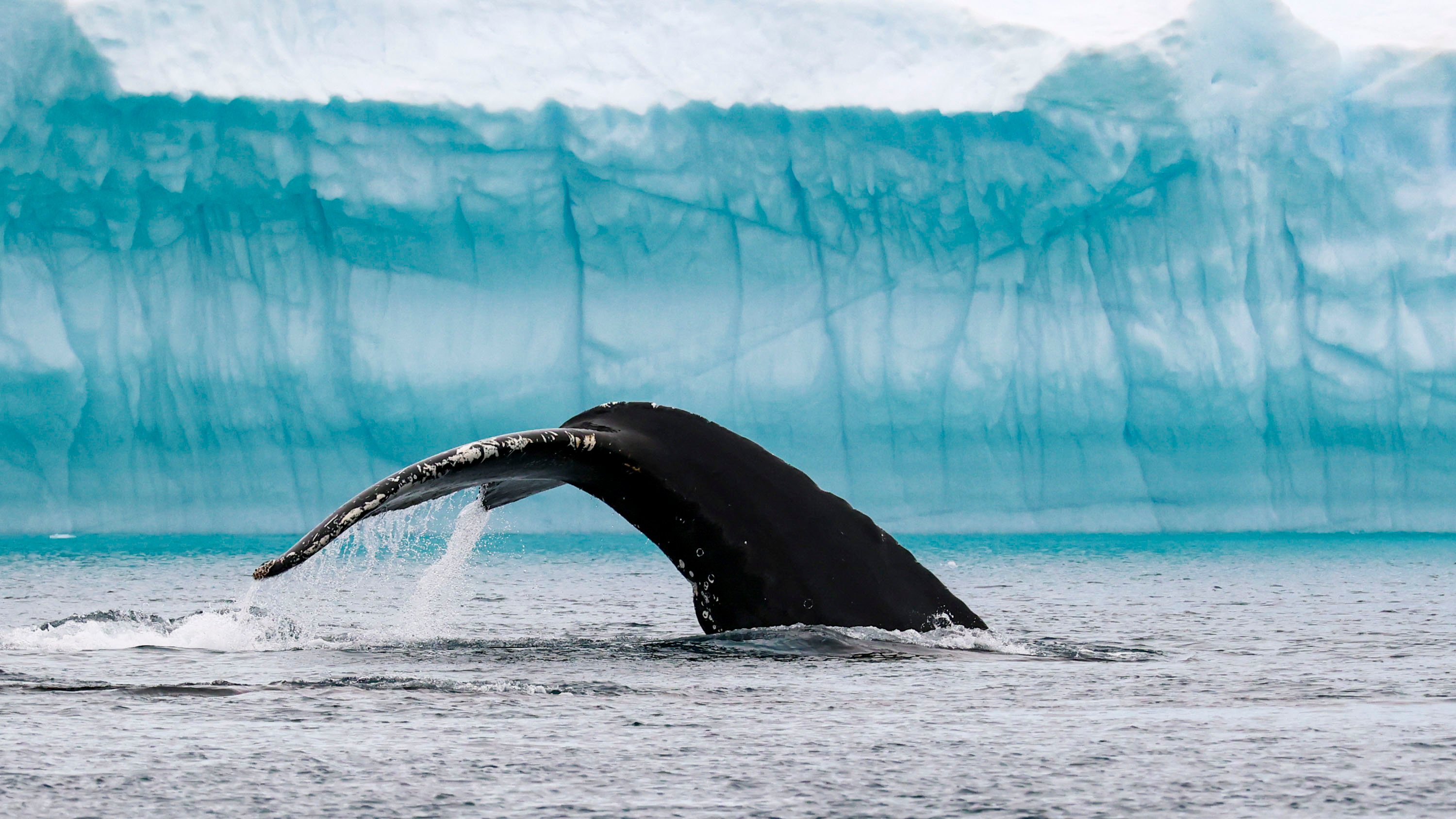D6_Greenland_Ilulissat_AEX_08 (1)