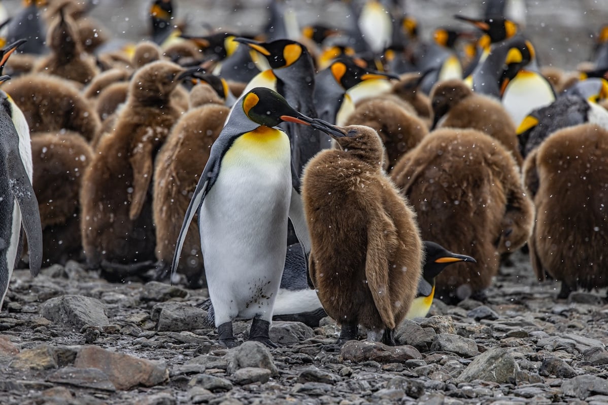 OVI01_Fortuna Bay_WenyanWang(Qiu_Bi)_0M2A4113 (1)