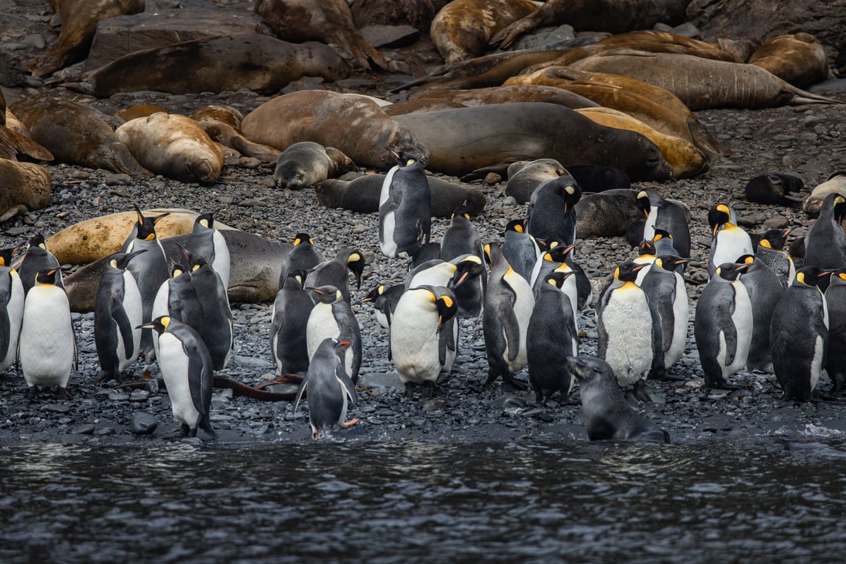 OVI05_Elsehul_South Georgia_WenyanWang(Qiu_Bi)_0M2A0996