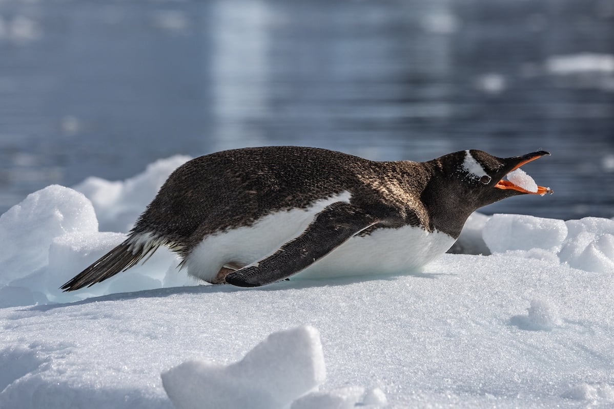 Wenyan_Wang(Qiu_Bi)_240110_307A9649