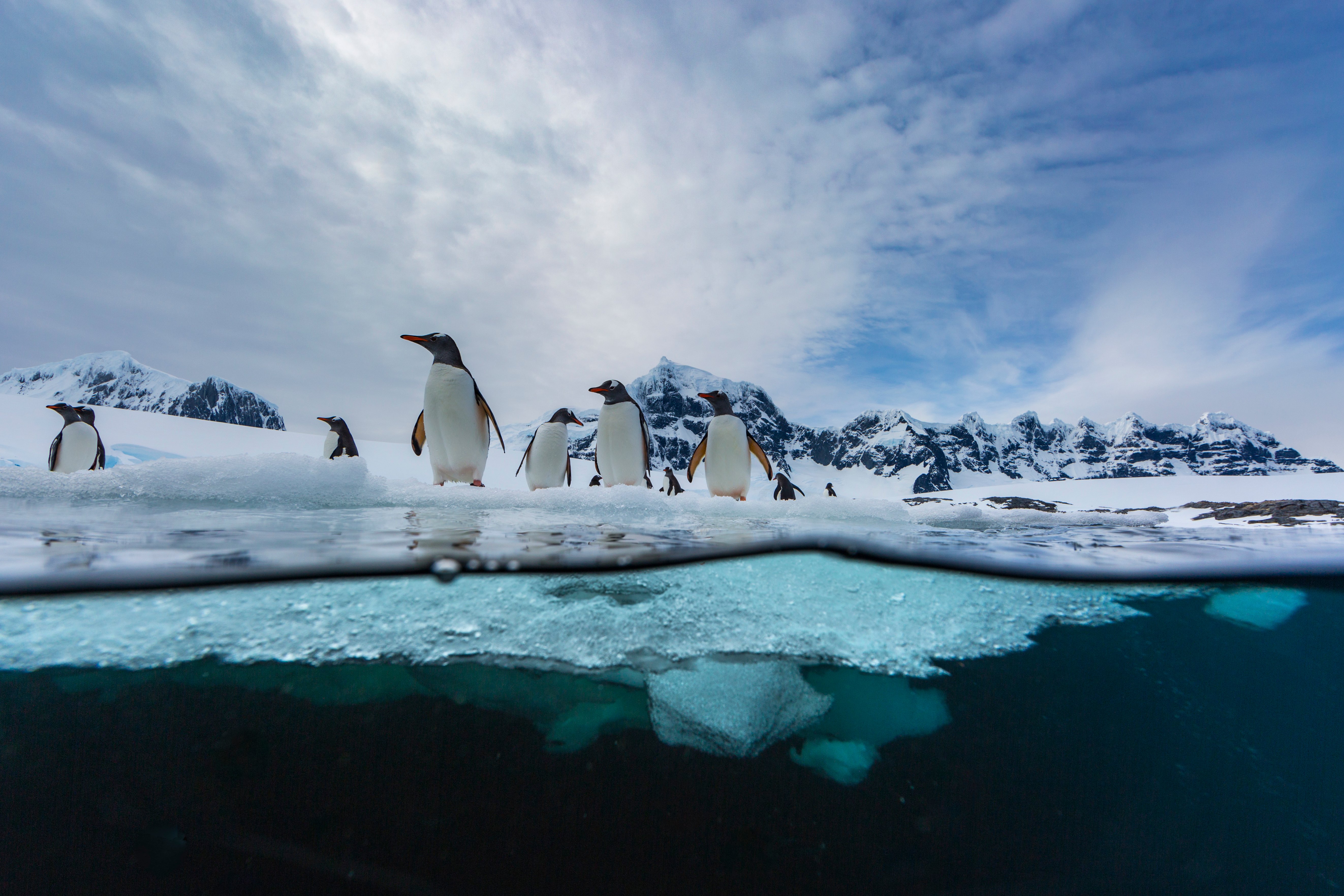 Antarctica_Jougla-Point_Penguins_underwater_AE_0